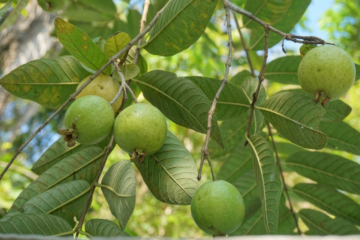 Manfaat Daun Jambu Biji